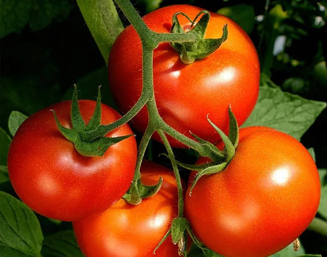 Senta Energy Co., Ltd.